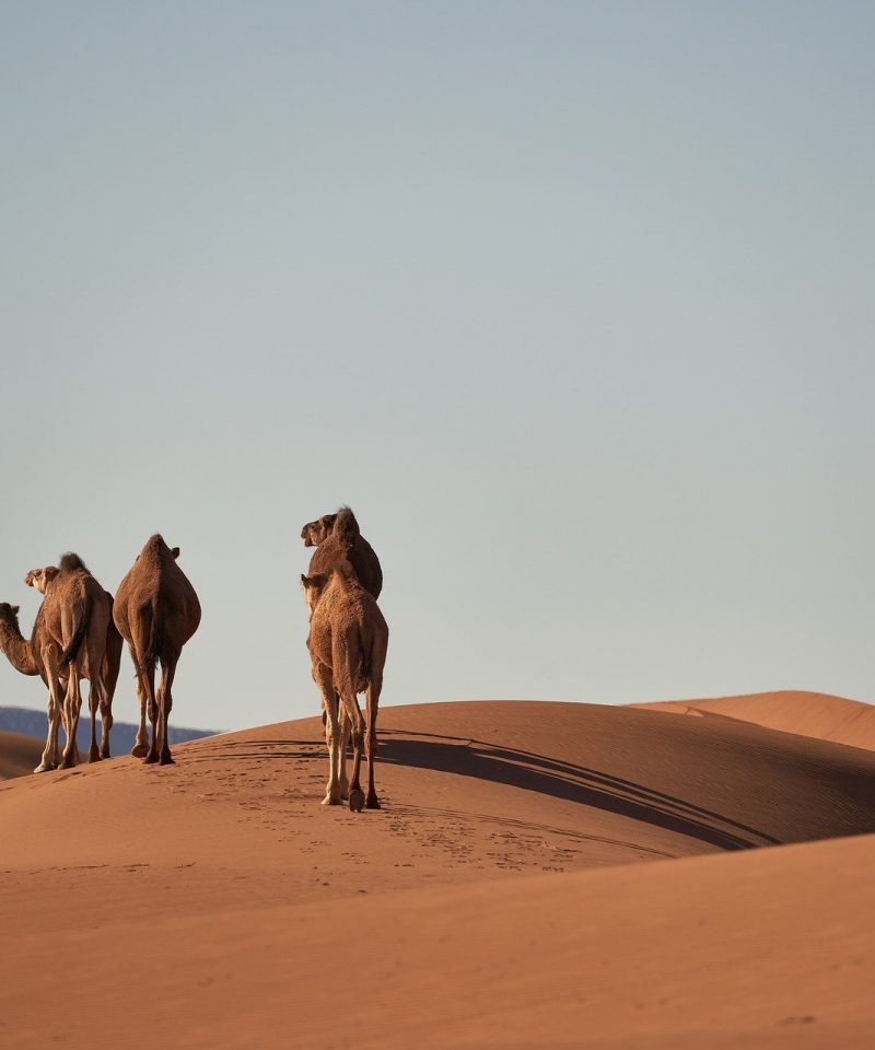 top desert trip from Marrakech