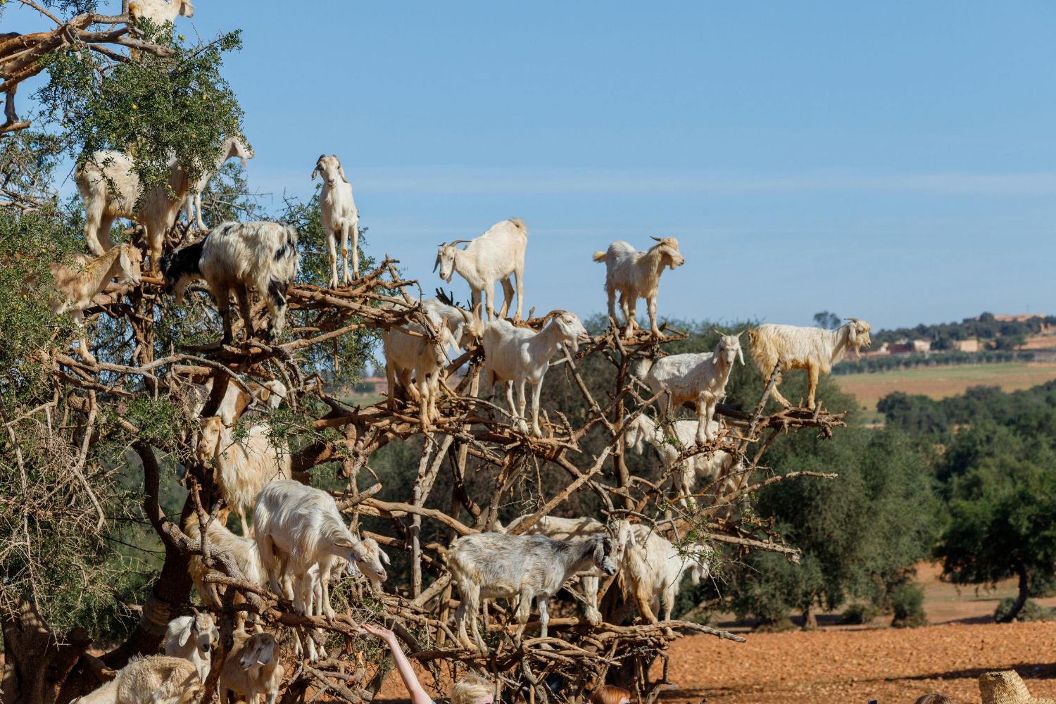 Goats on Argan Trees