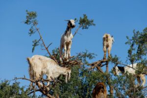 Why Goats on Argan Trees in Morocco